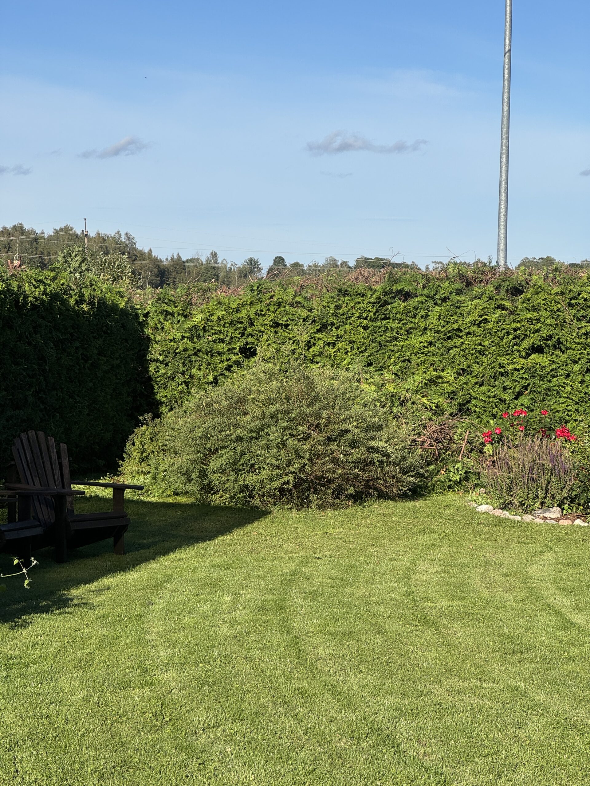 Elupuu heki kõver nurk pärast ebaõnnestunud lõikust – viga, mida ei saa samal päeval parandada.